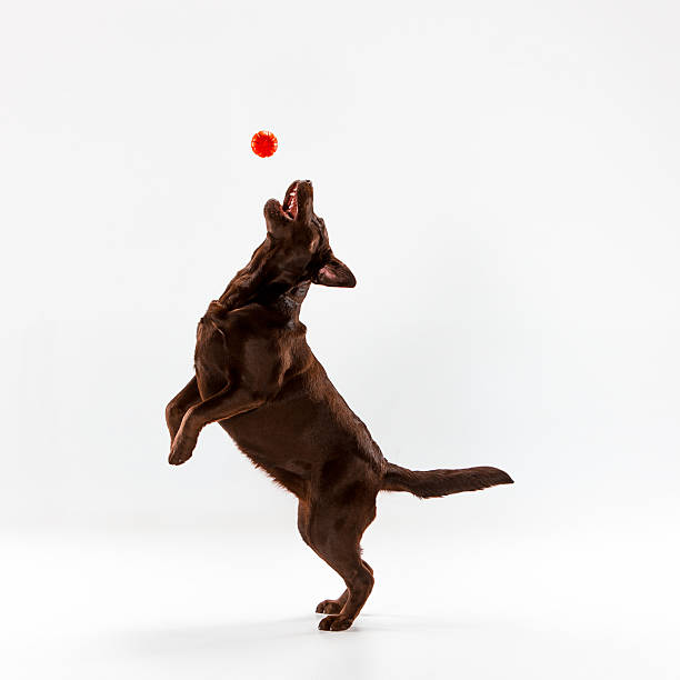 Jumping Ball