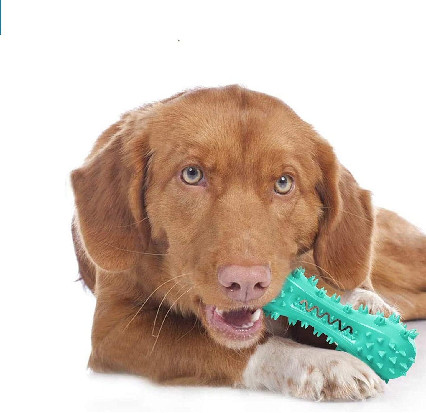 Tough Dental Chew Toy